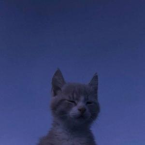Кейси